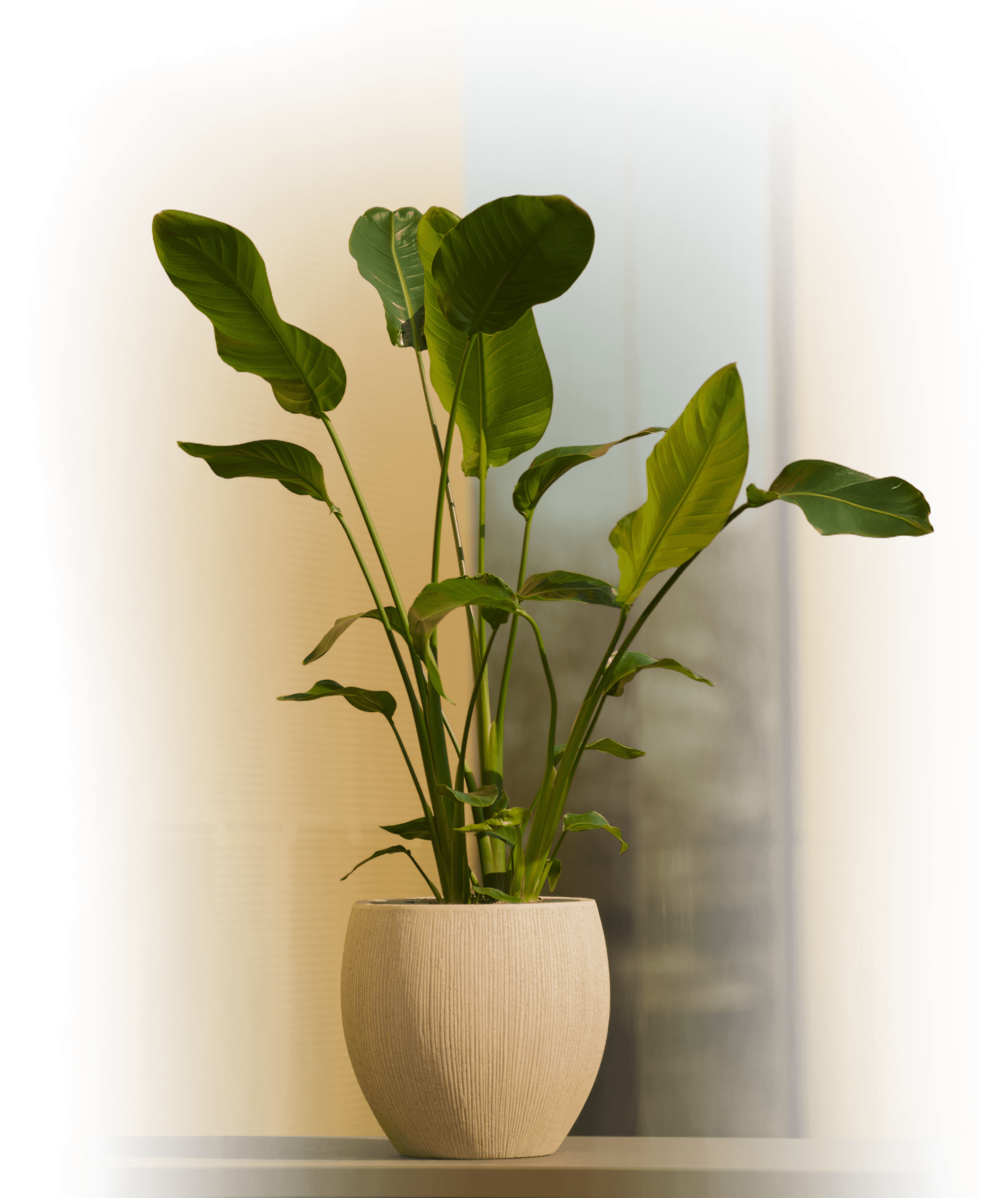 Navera Beige with plant